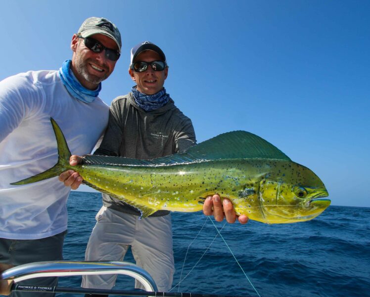 Dorado on the fly