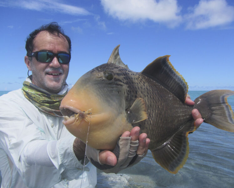 seychelles-triggerfish