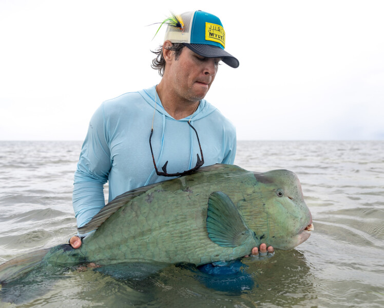 Providence Atoll parrotfish